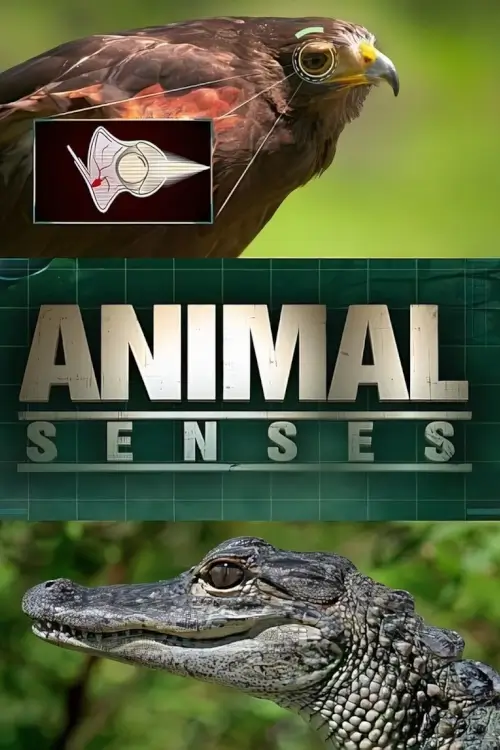 Animal Senses