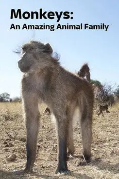 Monkeys: An Amazing Animal Family